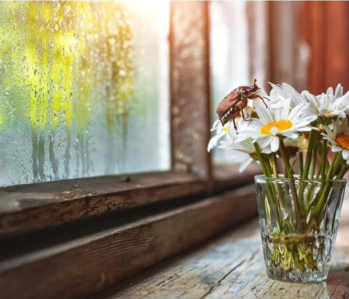 A glass with daisy's in it, and a beetle crawling on the flowers. The glass sits on an old, wooden, window ledge. 