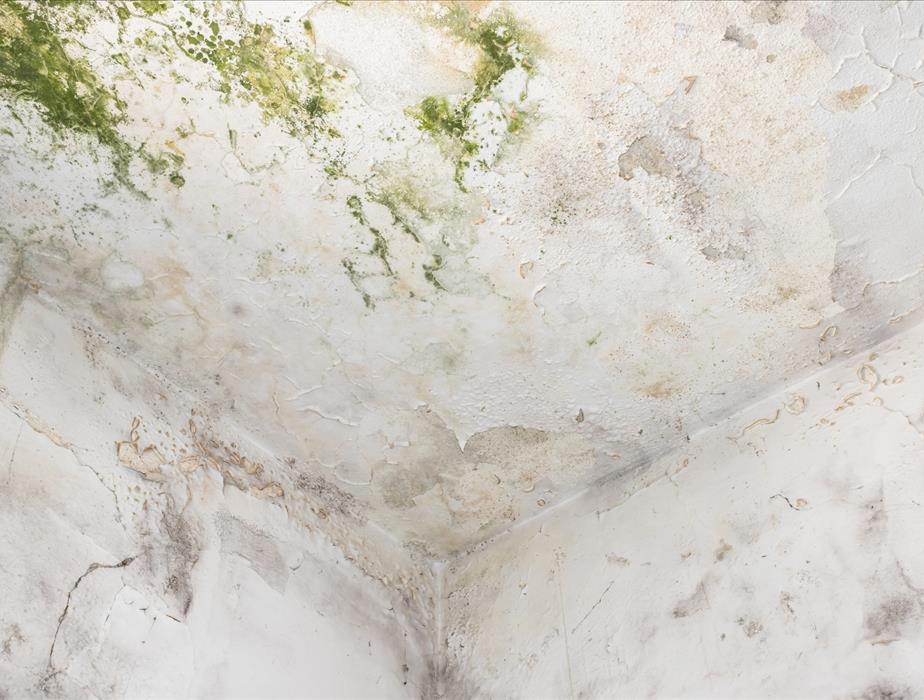 A very moldy cement ceiling.