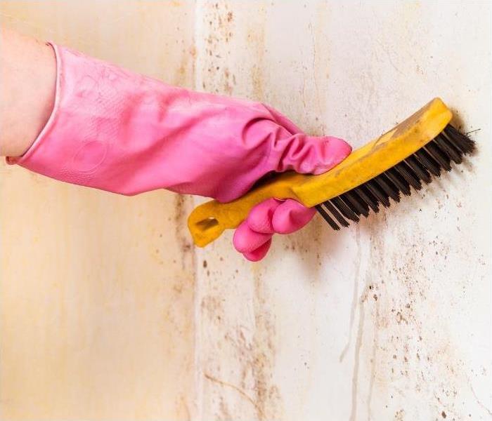 A hand in a pink glove holding a scrub brush, cleaning mold off a wall.