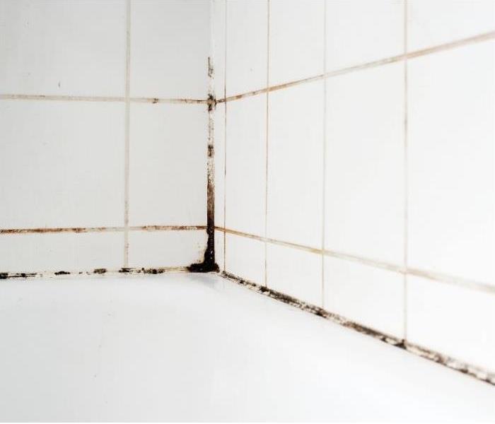 Mold growing in the corner where two tiled walls connect.